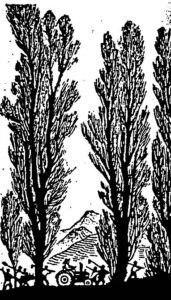 line drawing of tall trees 