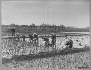 Farmers, both male and female, planting rice together in a photo by famed Meiji photographer Kusakabe Kinbei. 