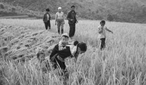 photo of a family, including several young children, harvesting rice (the babies are not helping, just attending their mother who is working)