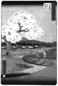 a view of a cherry blossom tree in front of a rice paddy field
