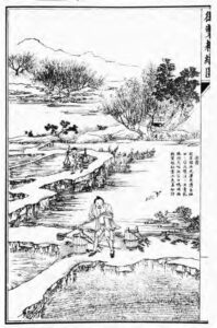 illustration of a man fertilizing a rice paddy