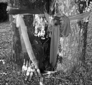 ribbons tied around a tree, and at the base of the tree are offerings