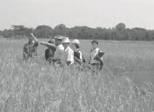 Students wade in a rice field.