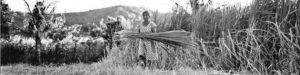 a woman stands with a bundle of wheat in her hands