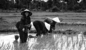 photo of many people planting rice 