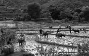 photo of people planting rice in rice paddies