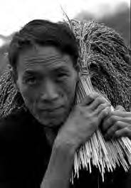 a man holds rice stalks