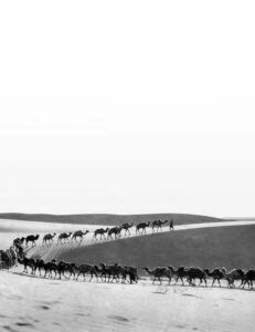 a long line of camels climbs up a sand dune