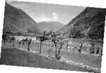 lines of trees in a valley