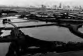 photo of rice paddies with a city skyline in the back