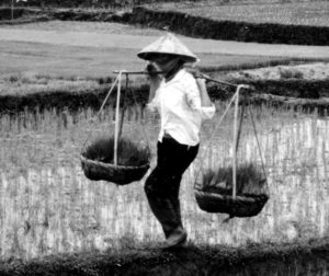 photo of a man holding rice seedlings over his shoulders
