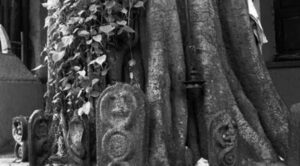 a tree with carvings and stones around it as a shrine